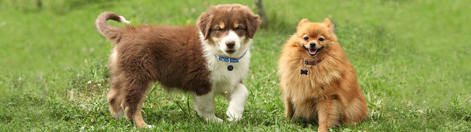 Petco store puppy playtime